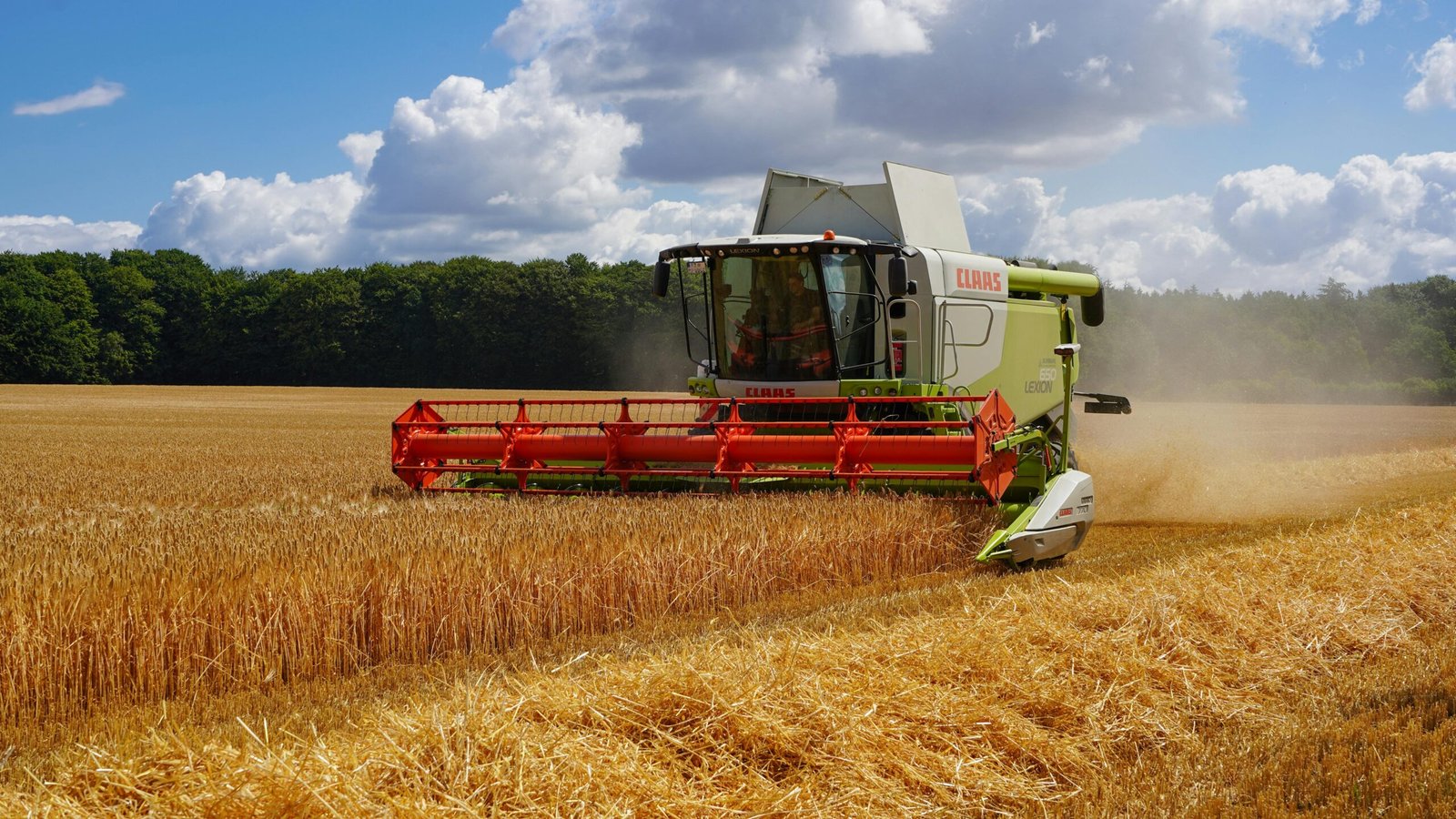 أهمية فرز وتنقية البقوليات في ضمان جودة الصناعات الغذائية